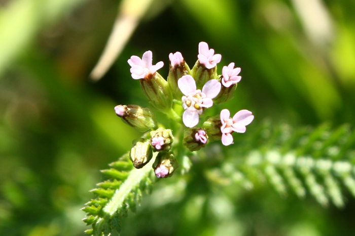 Daucus carota? no,  Achillea sp.